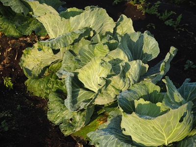 �L���x�c�@�͔|