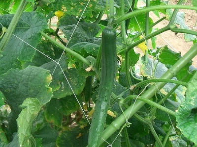 ���イ��@�͔|