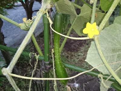 �L���E���@�Ȃ���