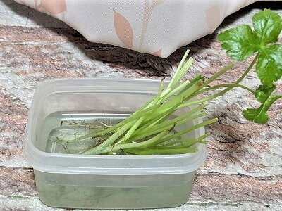 �ƒ�؉��@�O�t�@�X�|���W