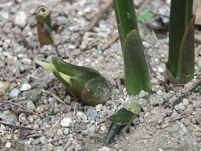 �݂傤���@�~���E�K�@�͔|�@���n����