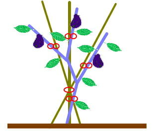 �i�X�@�x��