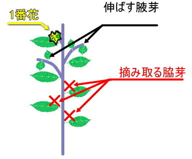 �i�X�̙���E�E�c