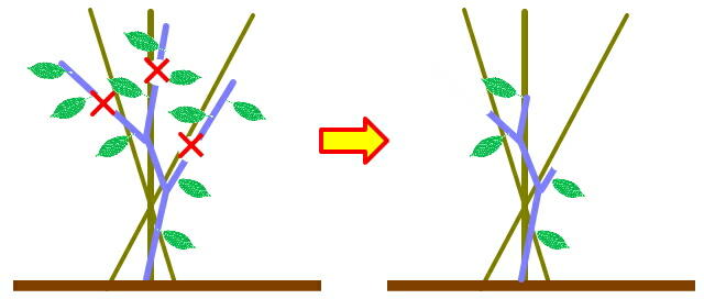 �i�X�@�؂�߂�