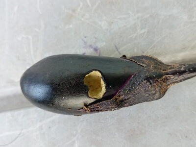 �i�X�@�a�C�@�Q��