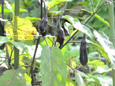 �i�X�@�͔|�@��ĕ�