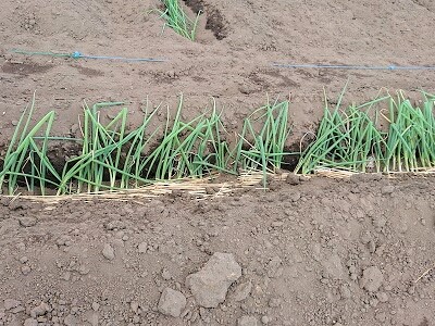 �l�M�@�A���t��