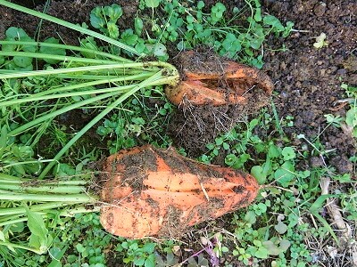 �l�Q�@�����