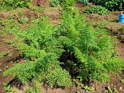 �j���W���@�l�Q�@�엿