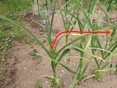 �j���j�N�̉�