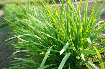 �j���@�͔|�@��ĕ�