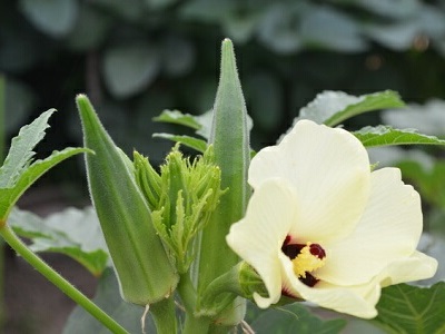 �I�N���@�͔|