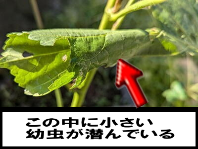 �I�N���@�Q���@���^�m���C�K