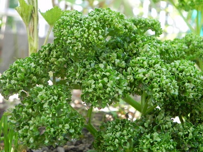 �p�Z���@��ĕ�