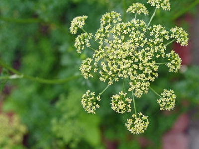 �p�Z���@��N���@2�N��