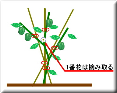 �s�[�}���@����@�E�c�@���}