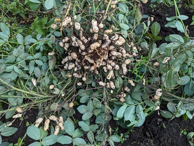 ���Ԑ��@�͔|