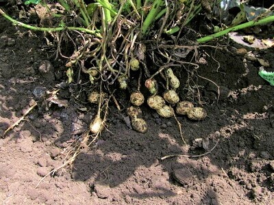 ���Ԑ��@�͔|�@���n