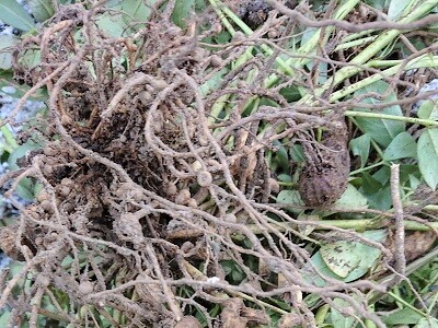 ���Ԑ��@�͔|�@�R�K�l���V�@�c��