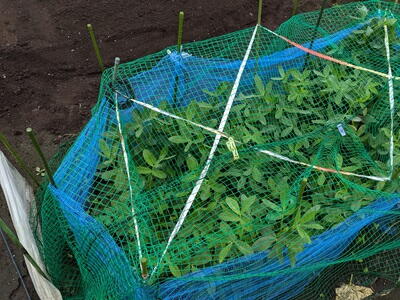 ���Ԑ��@�s�[�i�b�c�@���@�J���X