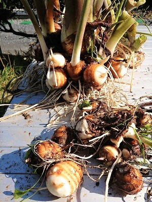 �����@�͔|�@���n