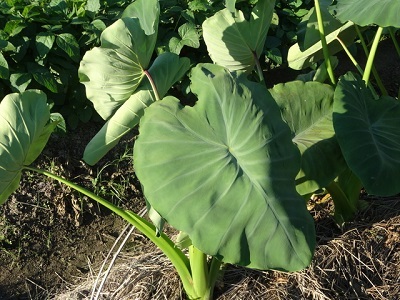 �����@�͔|