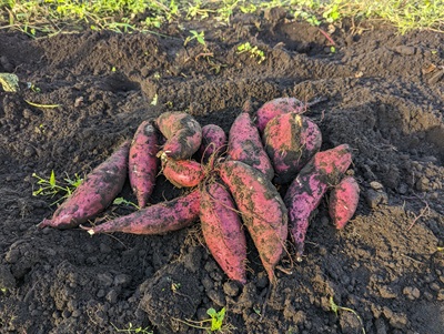 ���܂����@�T�c�}�C���@�͔|