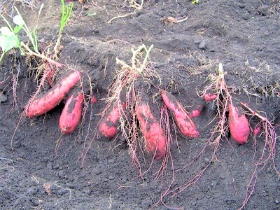 ���܂����@�T�c�}�C���@�͔|�@���n