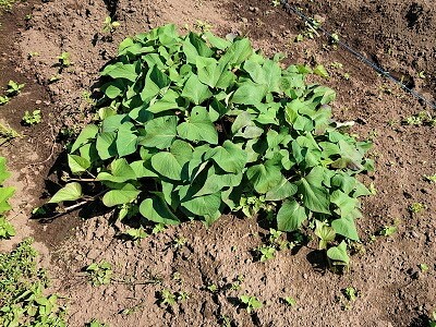 �T�c�}�C���@�͔|