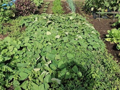 �ƒ�؉��@�T�c�}�C���@��Ԃ��@