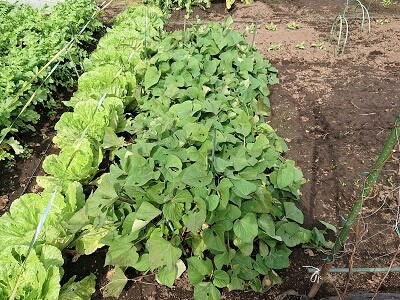 �ƒ�؉��@�T�c�}�C���@��Ԃ�