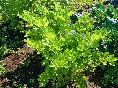 �Z�����@�͔|