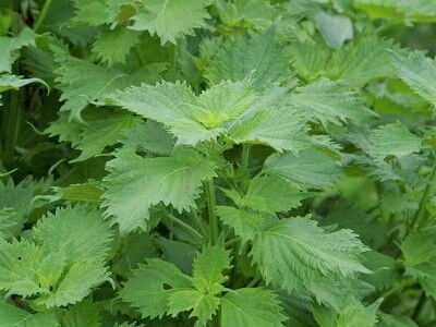 �V�\�@���h�@�͔|�@��ĕ�