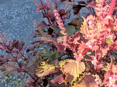 �ԃV�\�@���n