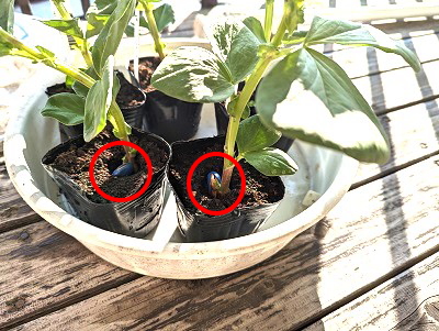 ���瓤�@����@��܂�