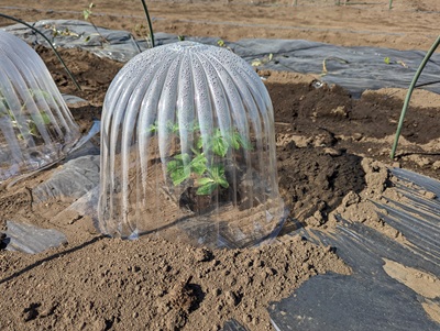 �X�C�J�@�͔|�@��ĕ��@�z�b�g�L���b�v