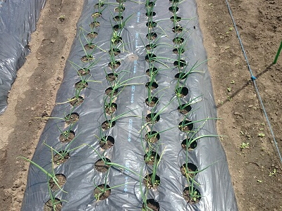 �^�}�l�M�@�A���t���@�͔|