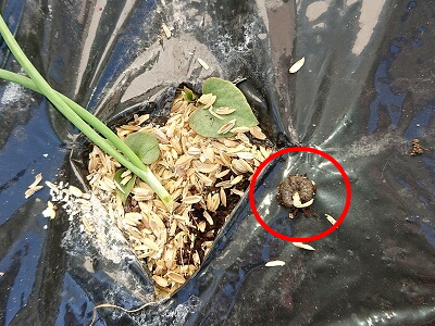 �^�}�l�M�@�l�L�����V