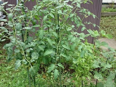 �g�}�g�͔|�@�E�c�@�e��