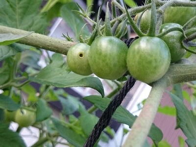 �g�}�g�@�^�o�R�K