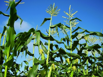 �Ƃ����낱���@�X�C�[�g�R�[���@�͔|