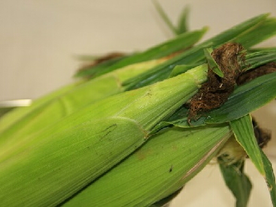 �g�E�����R�V�@�Ƃ����낱���@���n����