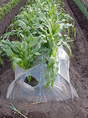 �g�E�����R�V�@�g���l���͔|