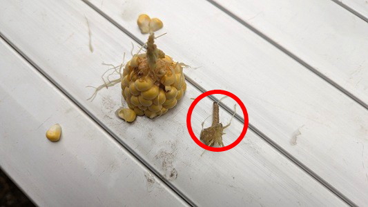 �g�E�����R�V�@�ƒ�؉��@�A���m���C�K