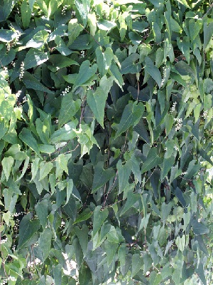 �R���@���R���@����