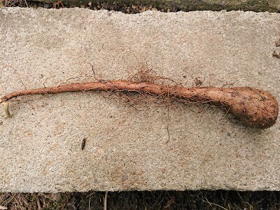 ���R���@�͔|�@���