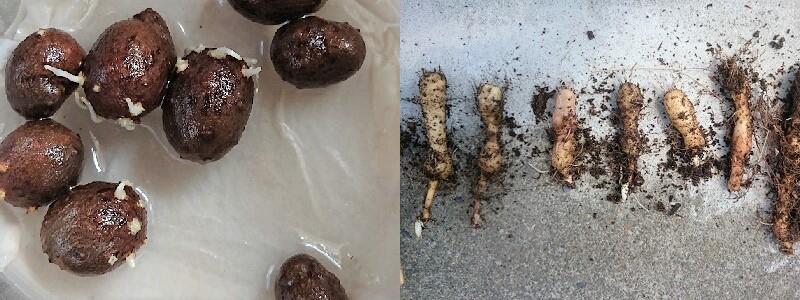 ���R���@���J�S�����Ă�