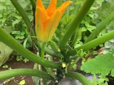 �Y�b�L�[�j�@��