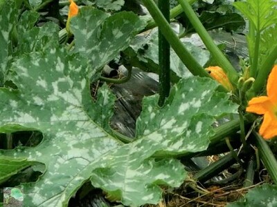 �Y�b�L�[�j�@���ǂ񂱕a