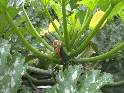 �Y�b�L�[�j�@�͔|�@��ĕ��@���